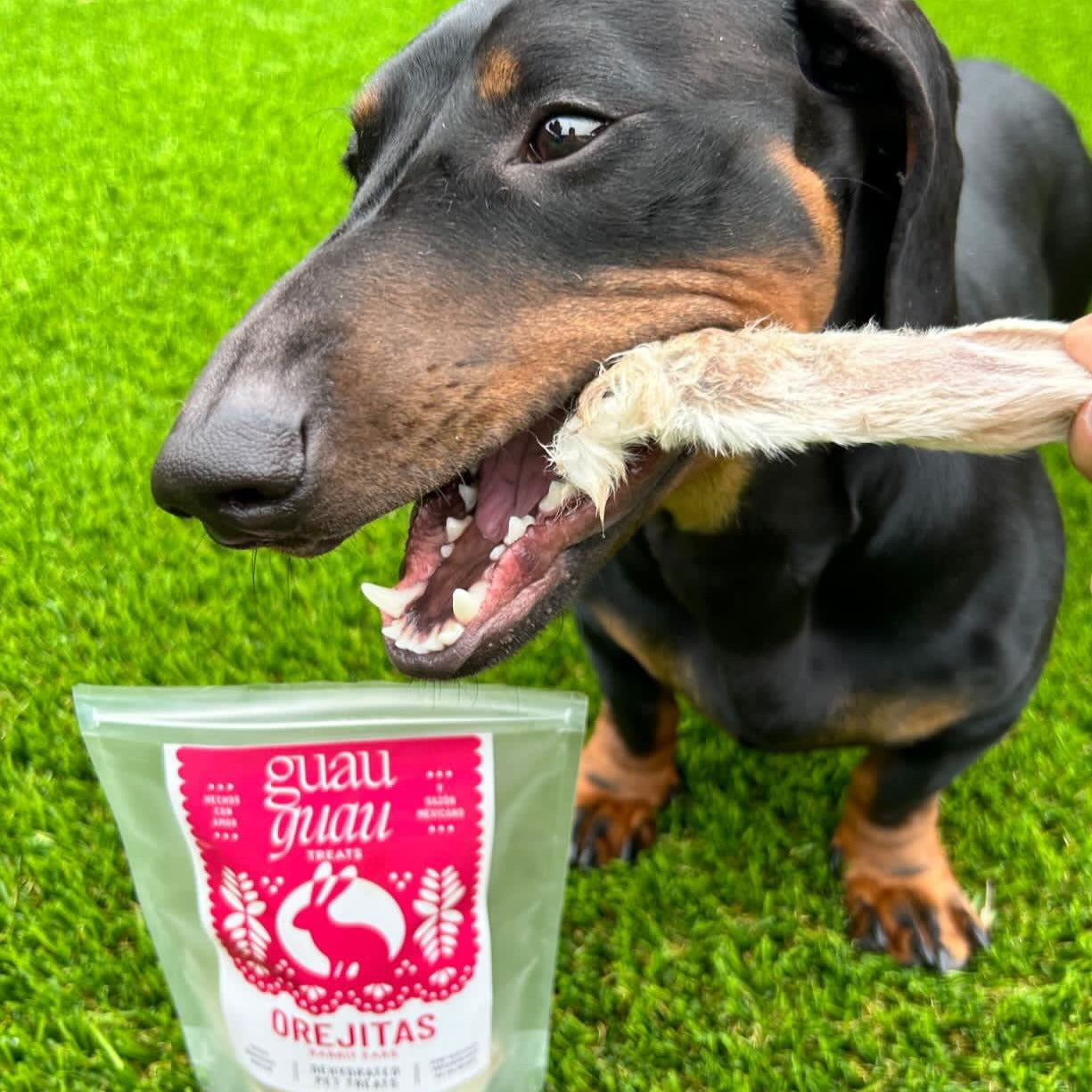 dachshund eating rabbit ear