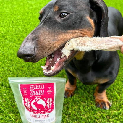 dachshund eating rabbit ear  