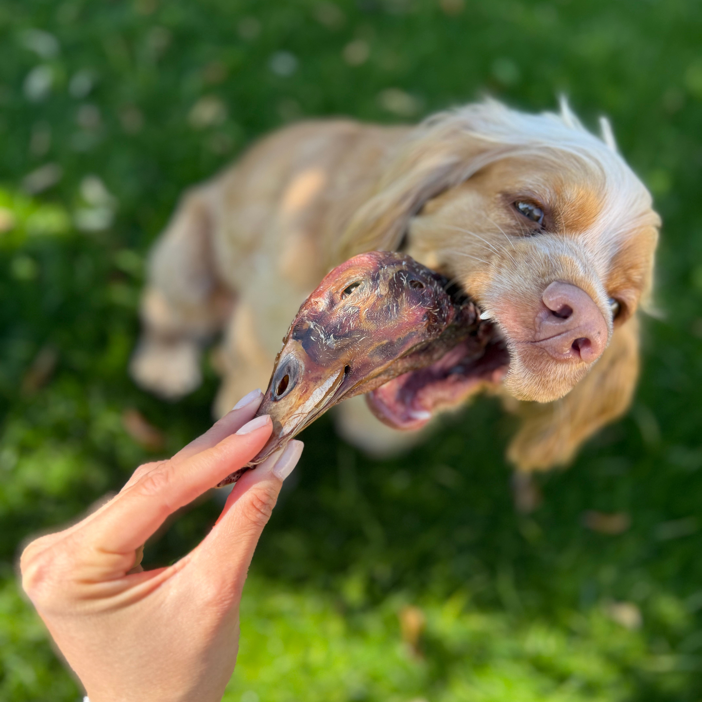 cabezitas | duck heads